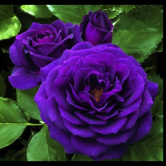 💜REE’S 💜 - Picture 2 of 16